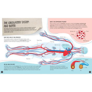 What How and Why The Human Body Book and Poster - Sassi