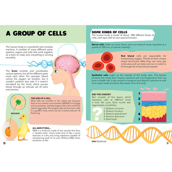 Travel, Learn and Explore - Puzzle and Book Set - the Human Body - Sassi