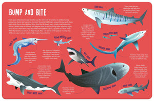 Sharks - Seek and Find Searchlight - Kids Book