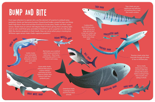 Sharks - Seek and Find Searchlight - Kids Book