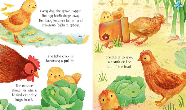 One Little Chick - Kids Board Book