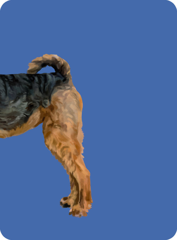 Heads & Tails: Dog Memory Cards - Hardie Grant