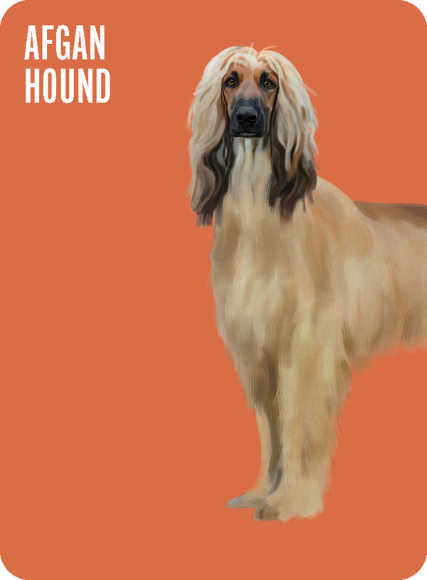 Heads & Tails: Dog Memory Cards - Hardie Grant
