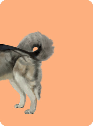 Heads & Tails: Dog Memory Cards - Hardie Grant