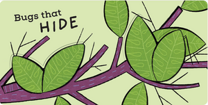 The Bug Book - Kids Book